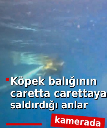 Köpek balığının caretta carettaya saldırdığı anlar kamerada