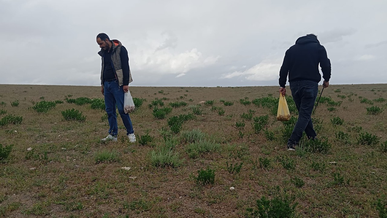 Yunak'ta dolaman mantarı sezonu başladı