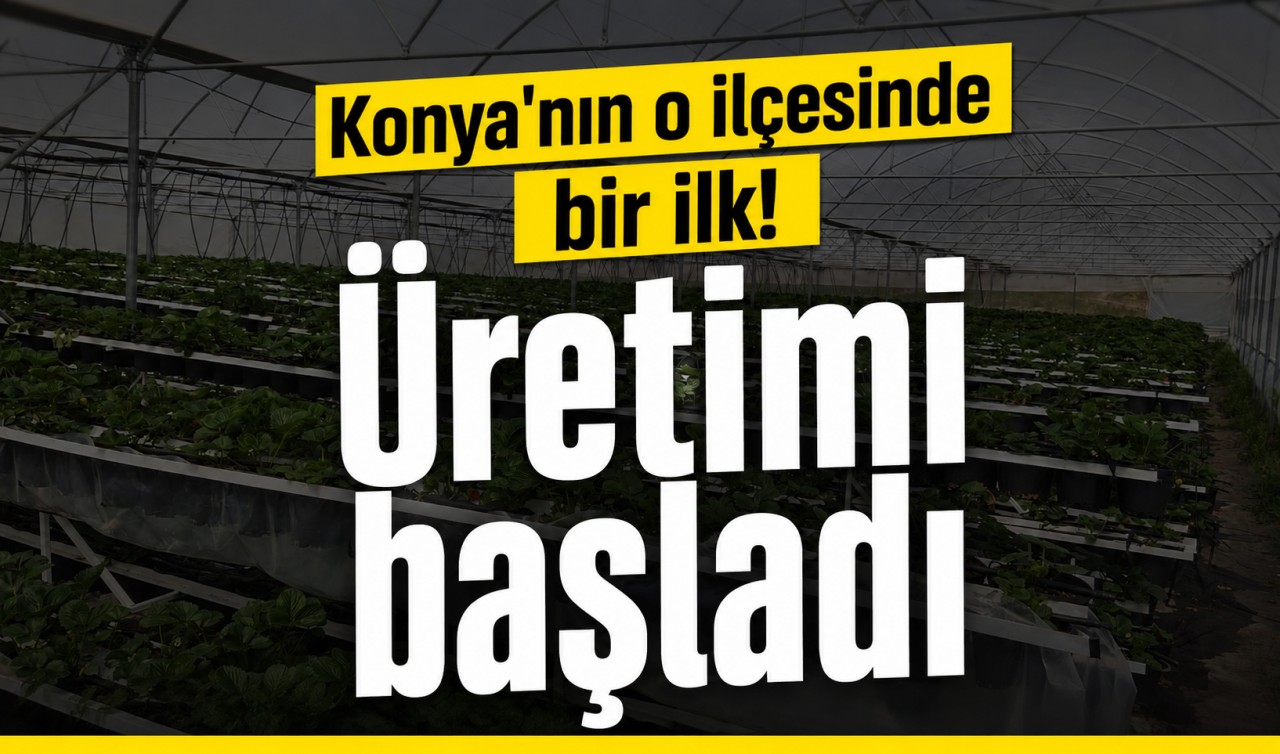 Konya'nın o ilçesinde bir ilk! Üretimi başladı