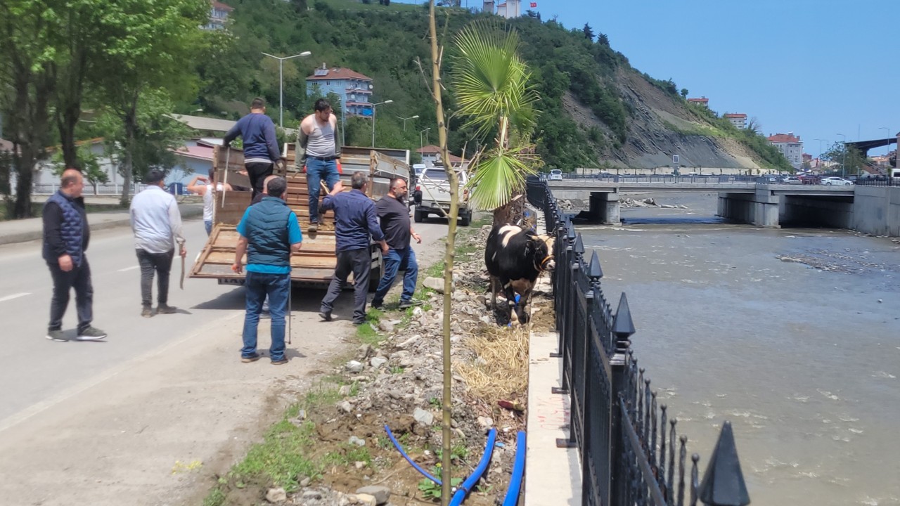 Saatlerce peşinden koştular: Kurbanlık dana ilçeyi birbirine kattı
