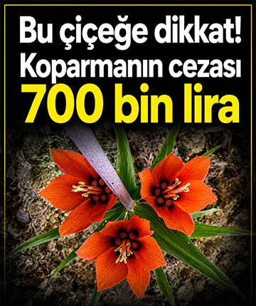 Bu çiçeğe dikkat! Koparmanın cezası 700 bin lira