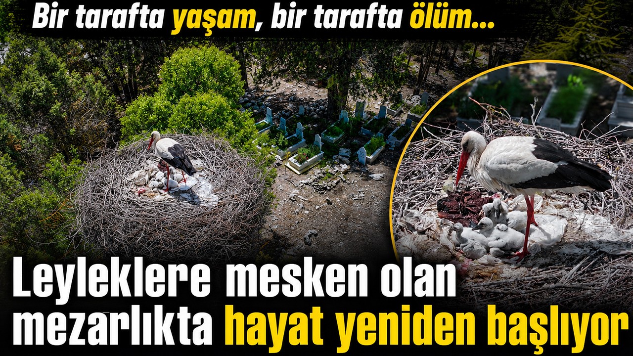 Bir tarafta yaşam, bir tarafta ölüm...Leyleklere mesken olan mezarlıkta hayat yeniden başlıyor
