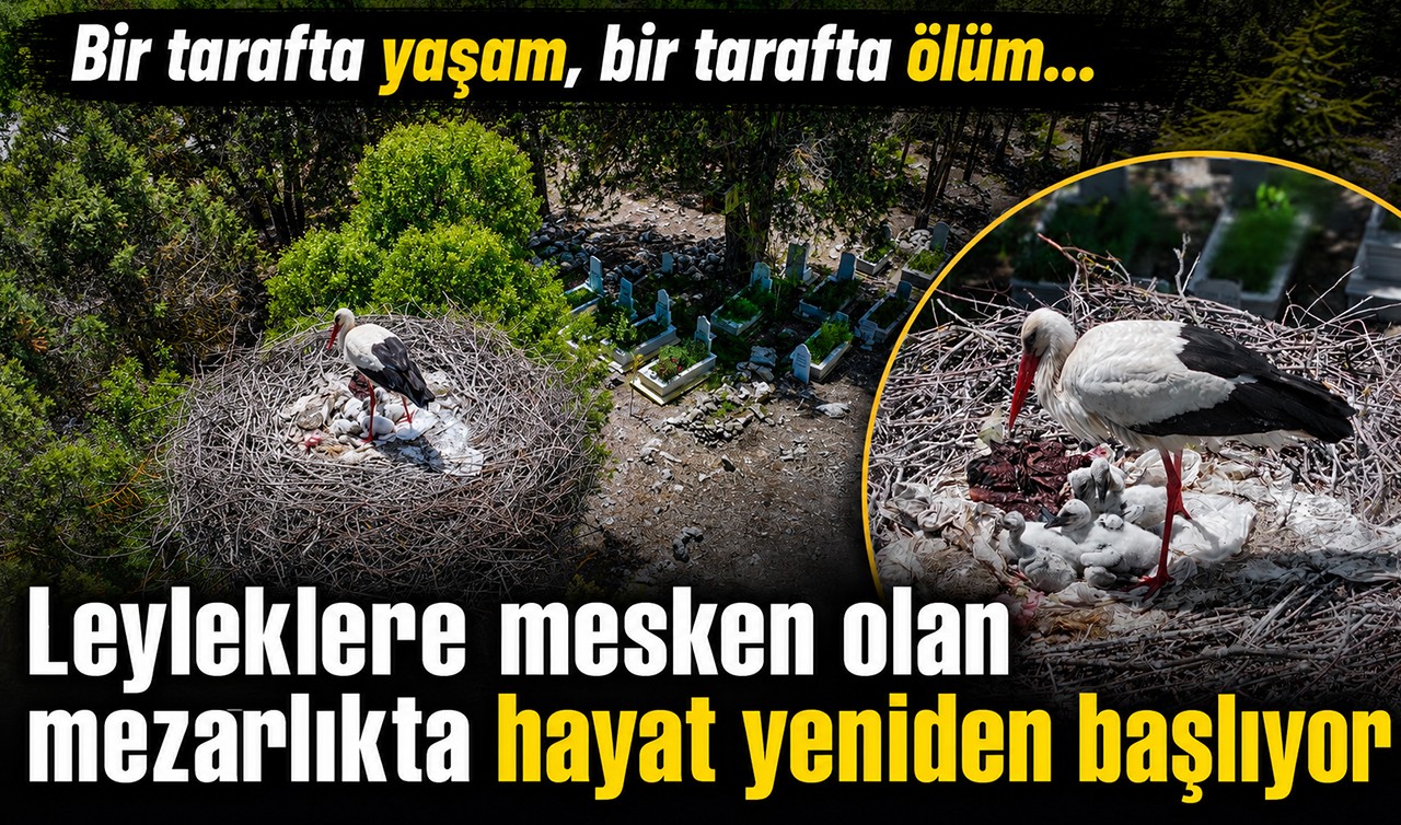 Bir tarafta yaşam, bir tarafta ölüm...Leyleklere mesken olan mezarlıkta hayat yeniden başlıyor