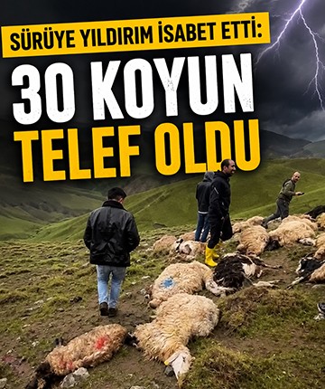 Sürüye yıldırım isabet etti: 30 koyun telef oldu