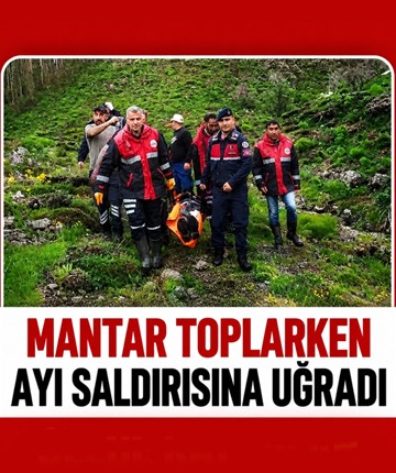 Mantar toplarken ayı saldırısına uğradı