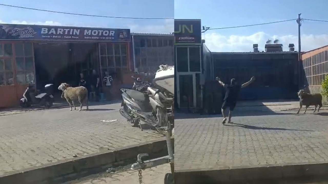 Kaçan kurbanlık koçu esnaf yakaladı