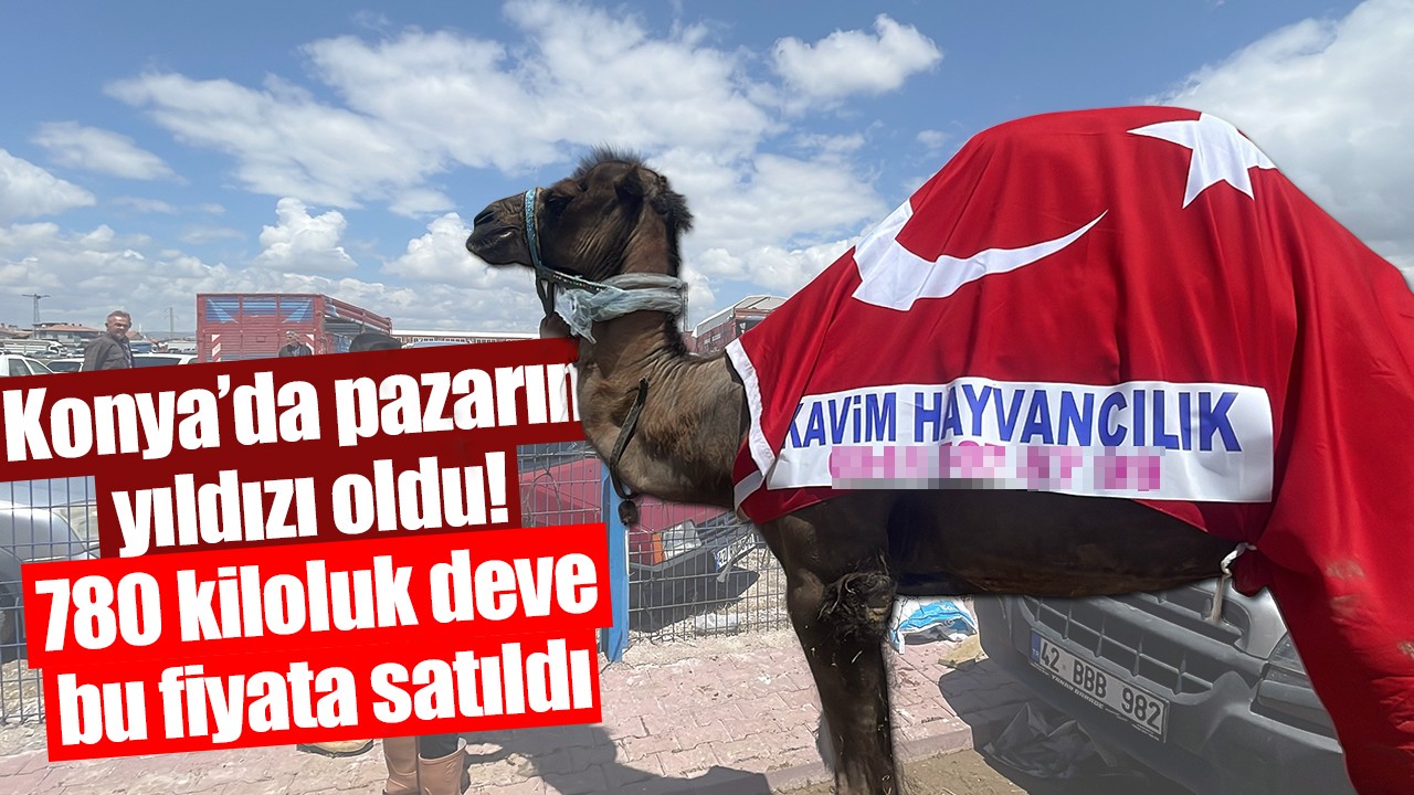 Konya’da pazarın yıldızı oldu! 780 kiloluk deve bu fiyata satıldı