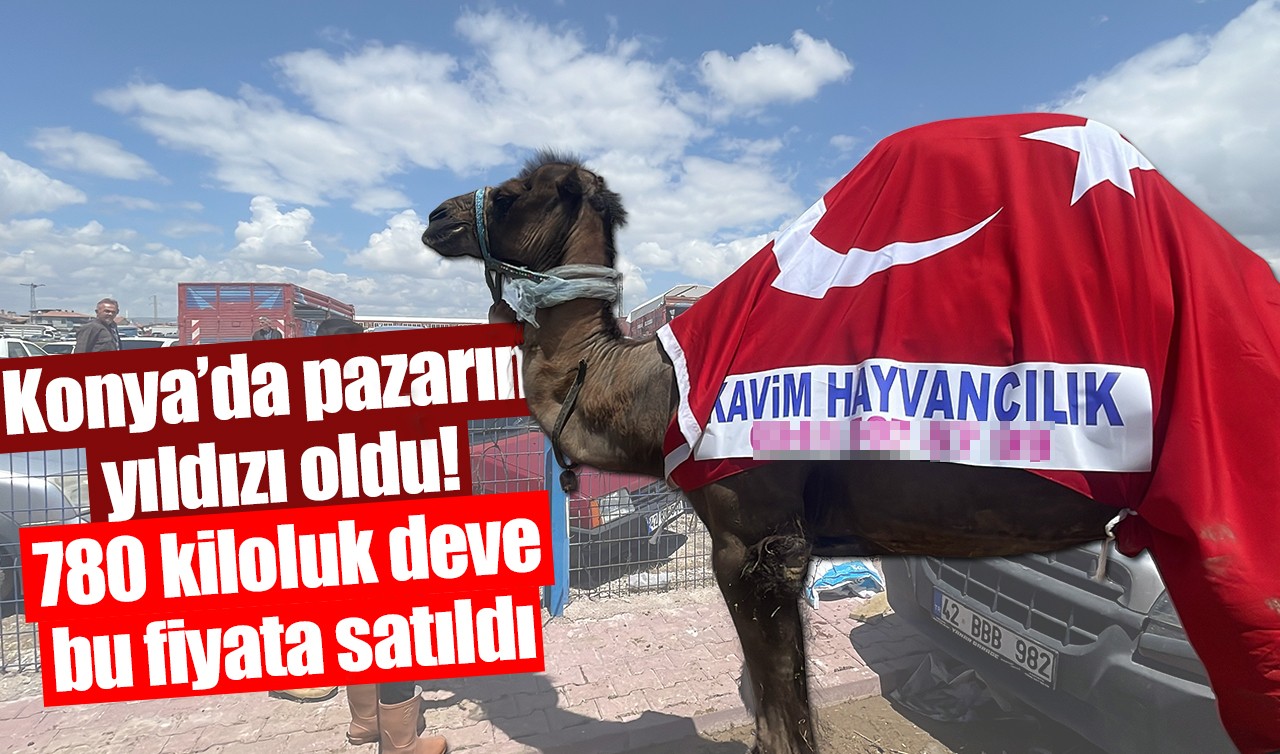 Konya’da pazarın yıldızı oldu! 780 kiloluk deve bu fiyata satıldı