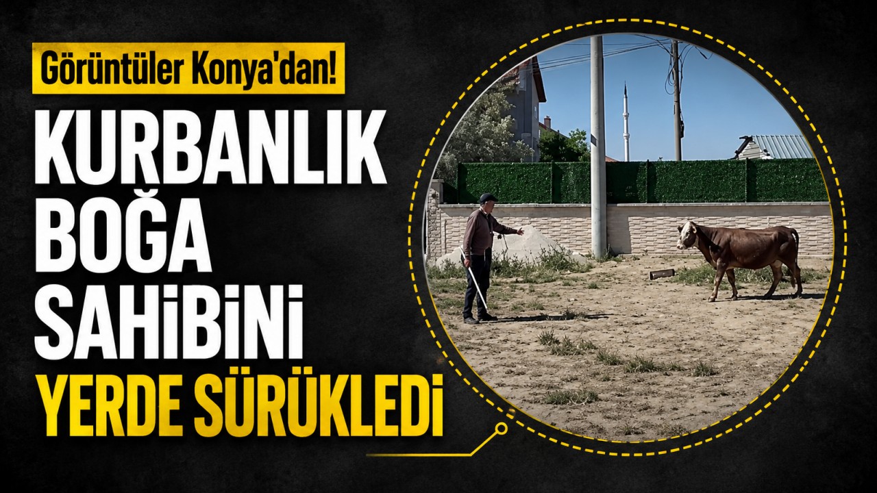 Görüntüler Konya'dan! Kurbanlık boğa sahibini yerde sürükledi