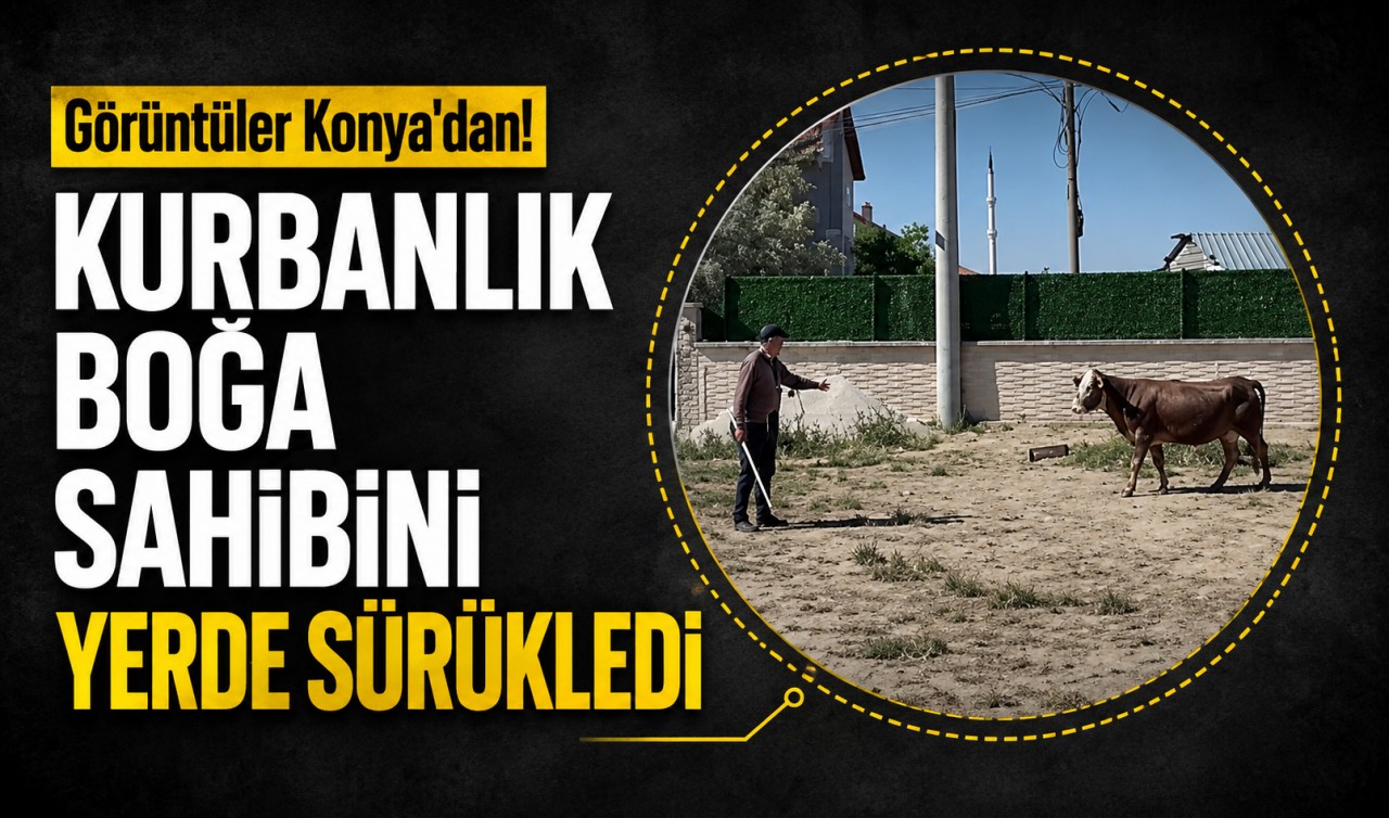 Görüntüler Konya'dan! Kurbanlık boğa sahibini yerde sürükledi