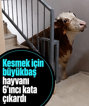 Kesmek için büyükbaş hayvanı 6'ıncı kata çıkardı