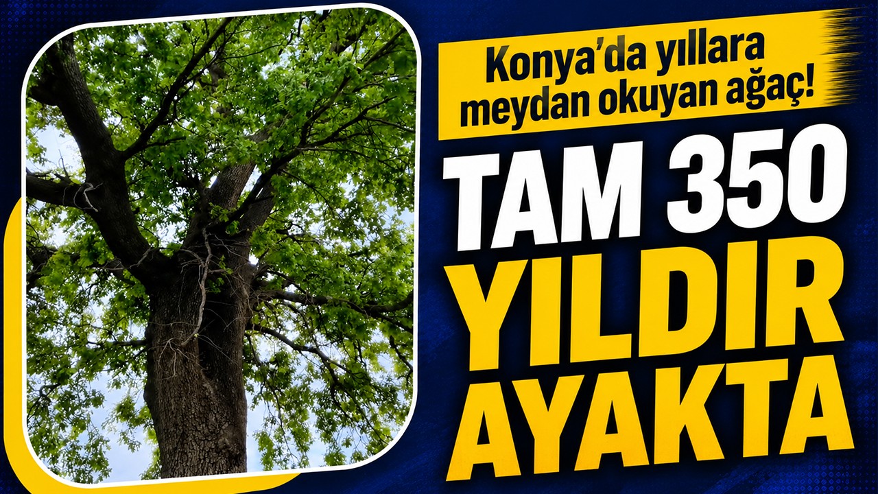 Konya’da yıllara meydan okuyan ağaç! Tam 350 yıldır ayakta