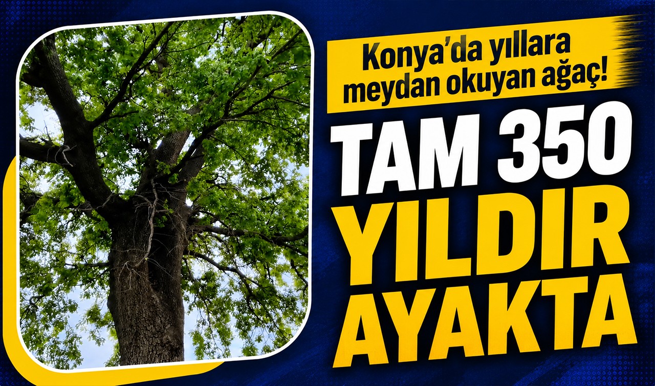 Konya’da yıllara meydan okuyan ağaç! Tam 350 yıldır ayakta