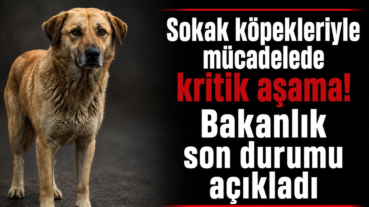 Sokak köpekleriyle mücadelede kritik aşama! Bakanlık son durumu açıkladı