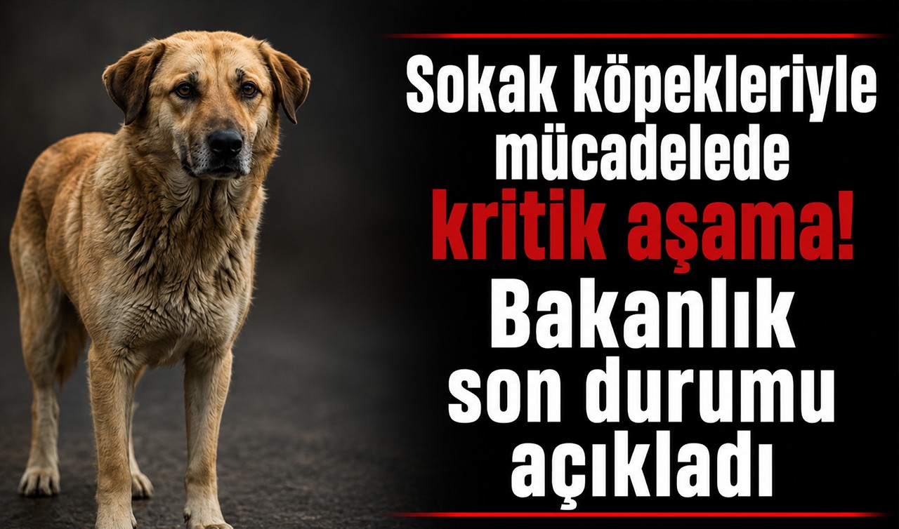 Sokak köpekleriyle mücadelede kritik aşama! Bakanlık son durumu açıkladı