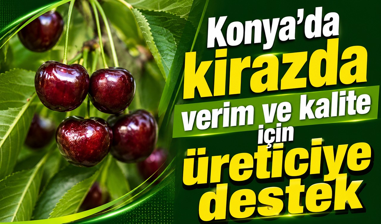 Konya'da kirazda verim ve kalite için üreticiye destek