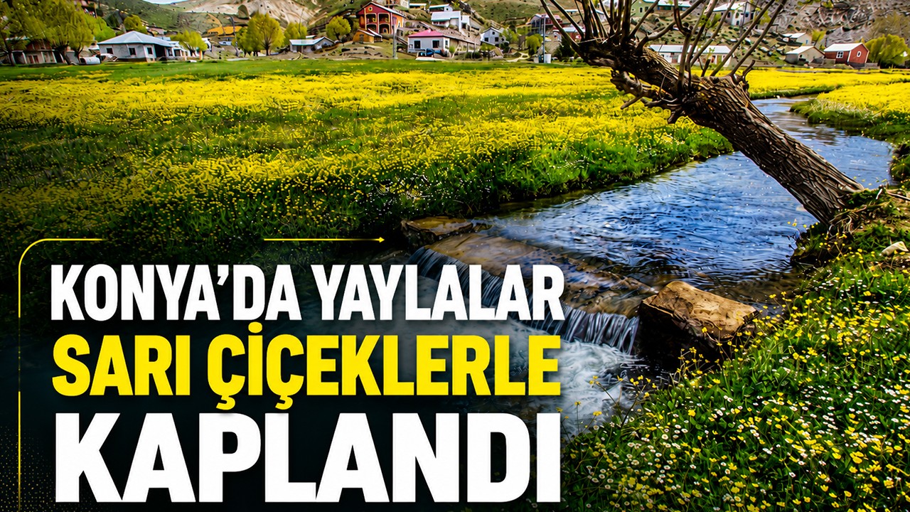 Konya’da yaylalar sarı çiçeklerle kaplandı