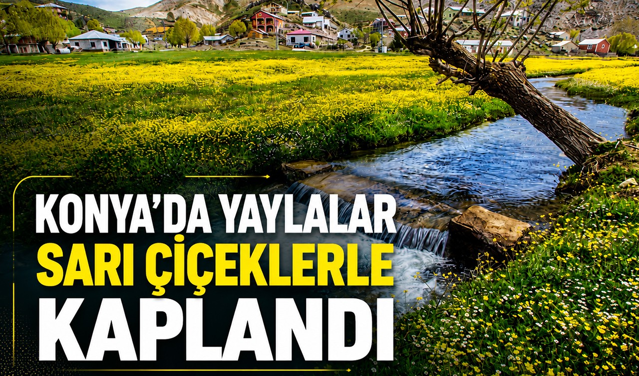 Konya’da yaylalar sarı çiçeklerle kaplandı