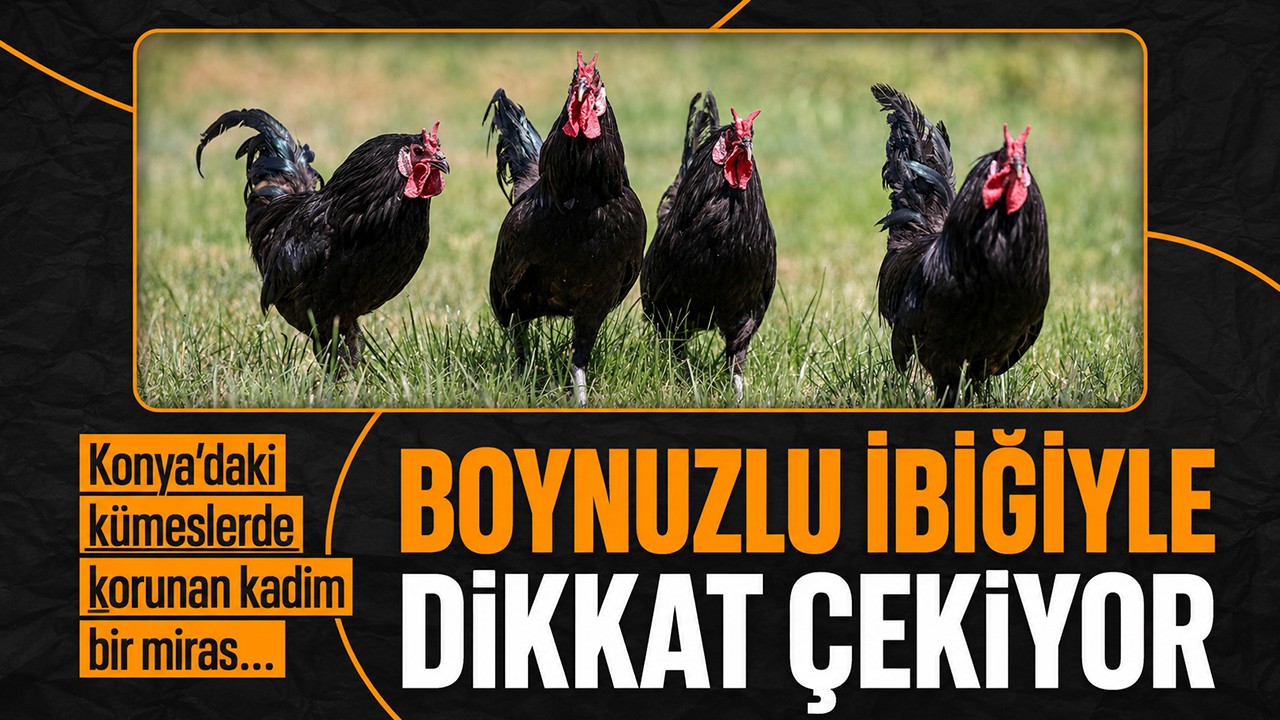 Konya’daki kümeslerde korunan kadim bir miras... Boynuzlu ibiğiyle dikkat çekiyor