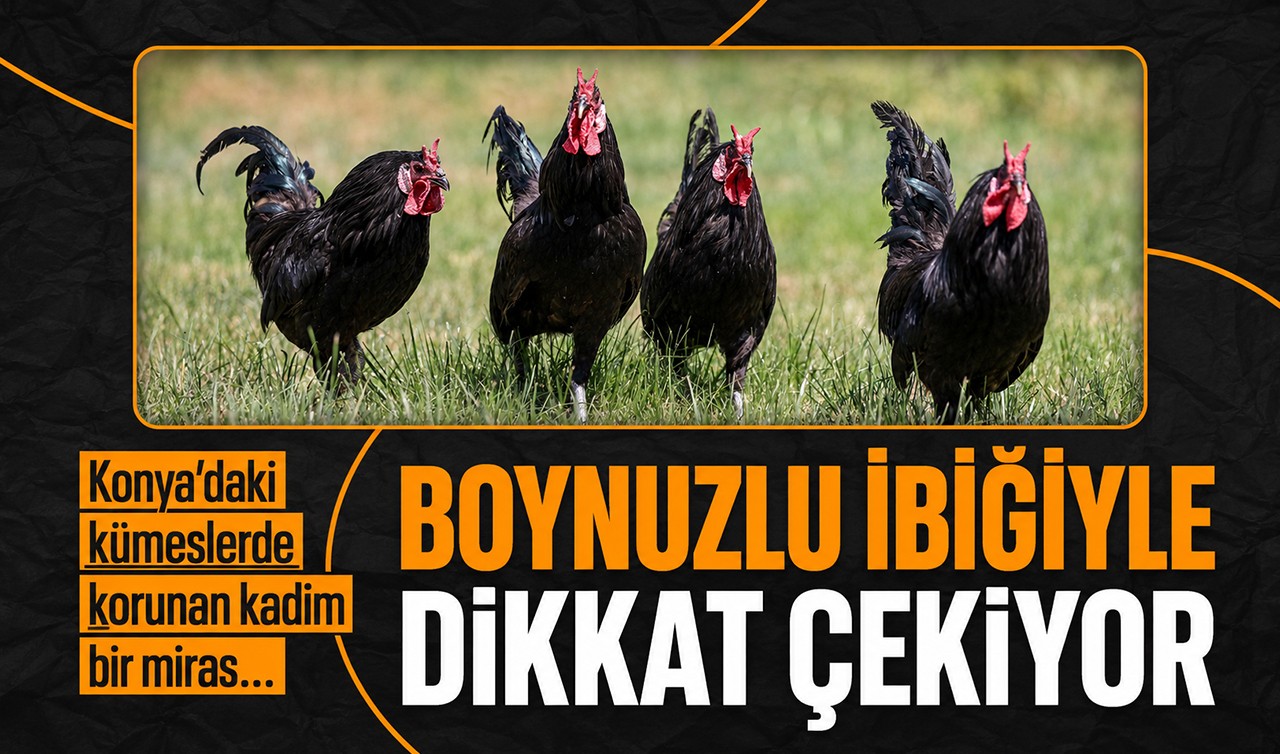 Konya’daki kümeslerde korunan kadim bir miras... Boynuzlu ibiğiyle dikkat çekiyor