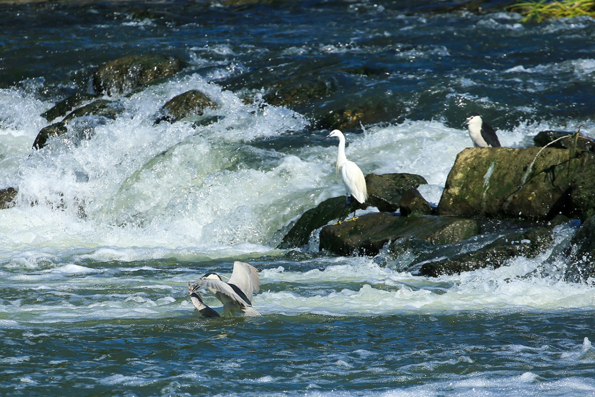 Diyarbakır’da Balıkçıl kuşların Dicle Nehri’nde av mesaisi