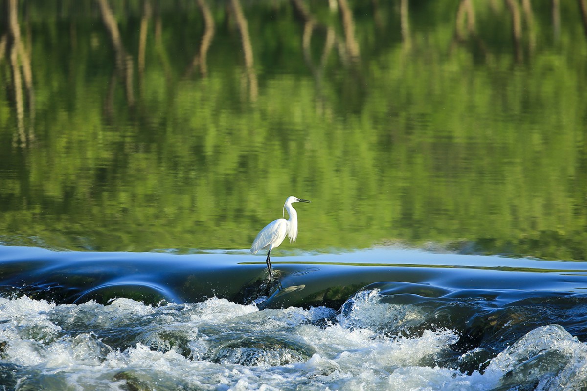 Diyarbakır’da Balıkçıl kuşların Dicle Nehri’nde av mesaisi