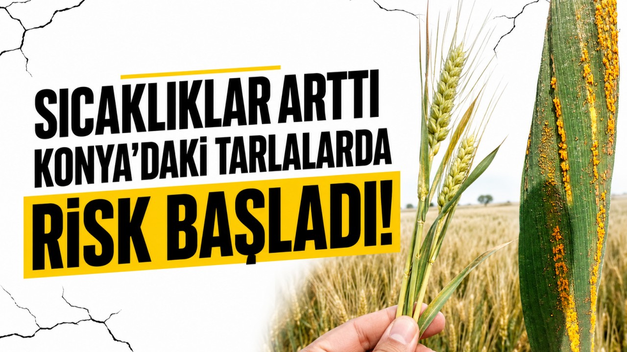 Sıcaklıklar arttı, Konya'daki tarlalarda risk başladı!