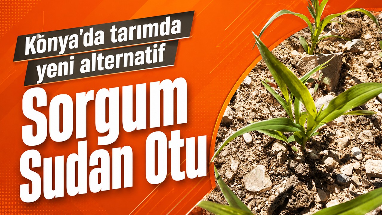 Konya'da tarımda yeni alternatif! Sorgum Sudan Otu