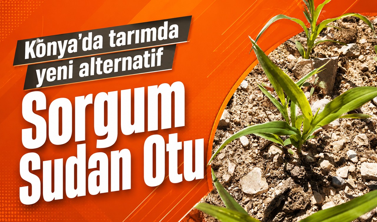 Konya'da tarımda yeni alternatif! Sorgum Sudan Otu