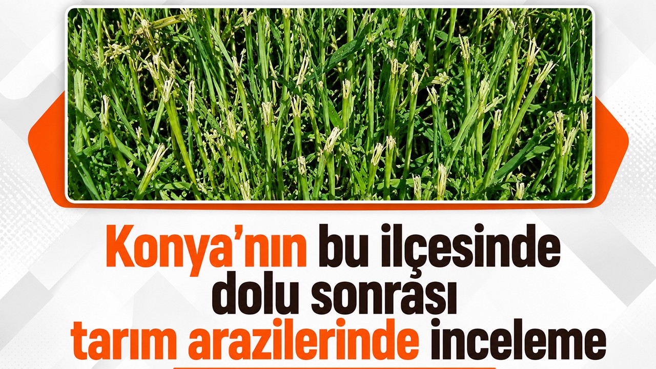 Konya'nın bu ilçesinde dolu sonrası tarım arazilerinde inceleme