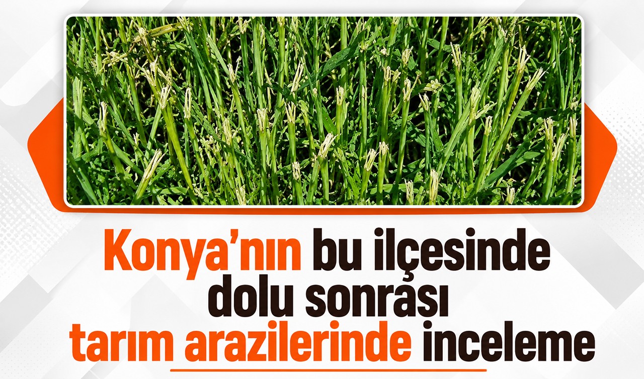 Konya'nın bu ilçesinde dolu sonrası tarım arazilerinde inceleme