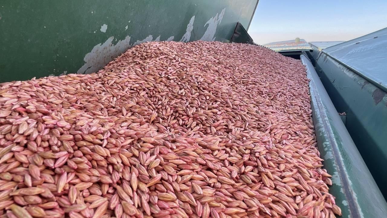211 ülkeye 4,8 milyar dolarlık hububat ihraç edildi