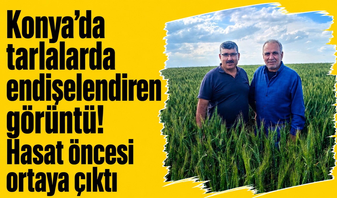 Konya'da tarlalarda endişelendiren görüntü! Hasat öncesi ortaya çıktı