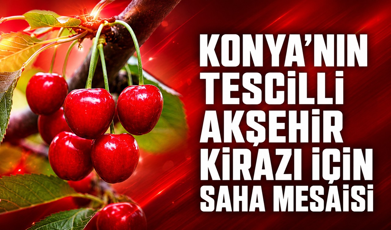 Konya’nın tescilli Akşehir kirazı için saha mesaisi