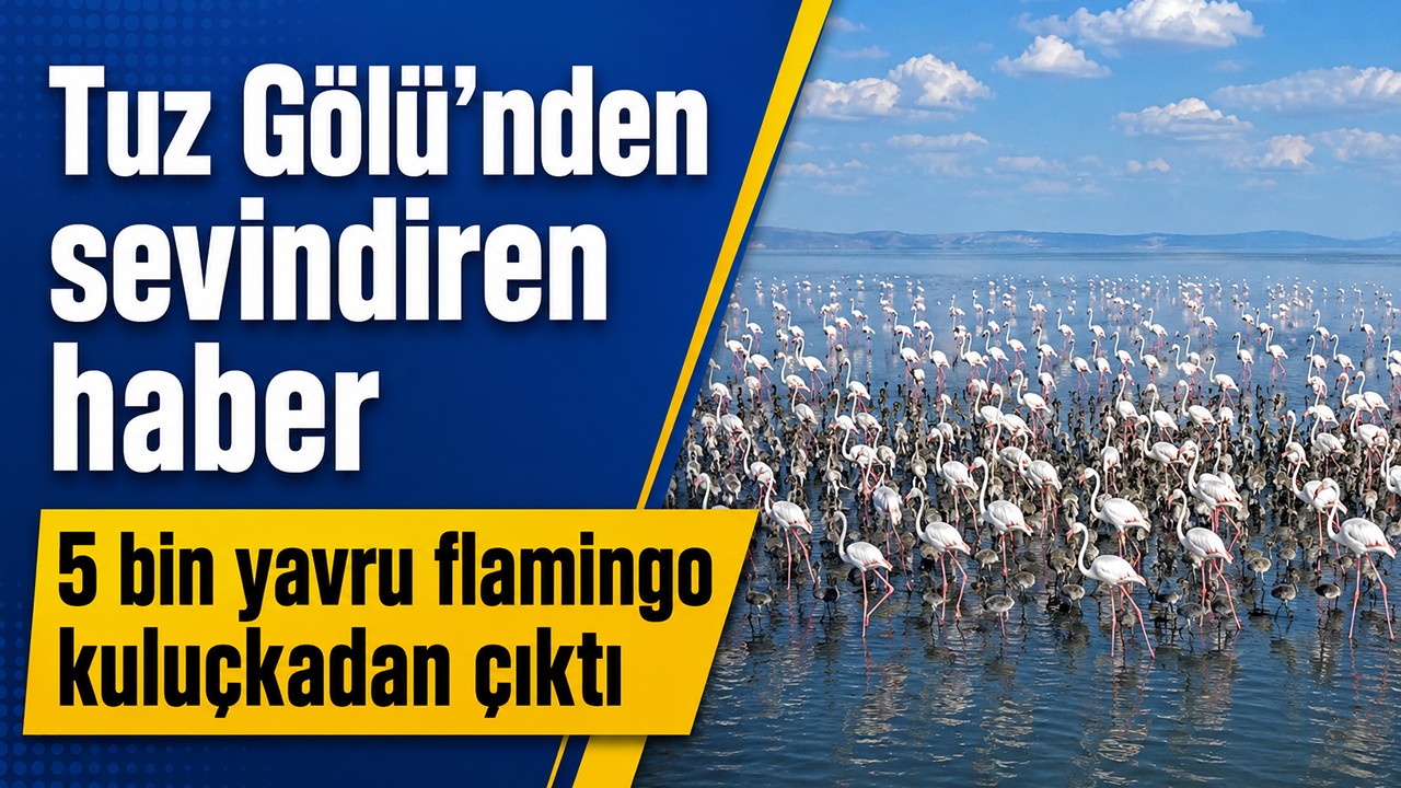 Tuz Gölü'nden sevindiren haber: 5 bin yavru flamingo kuluçkadan çıktı