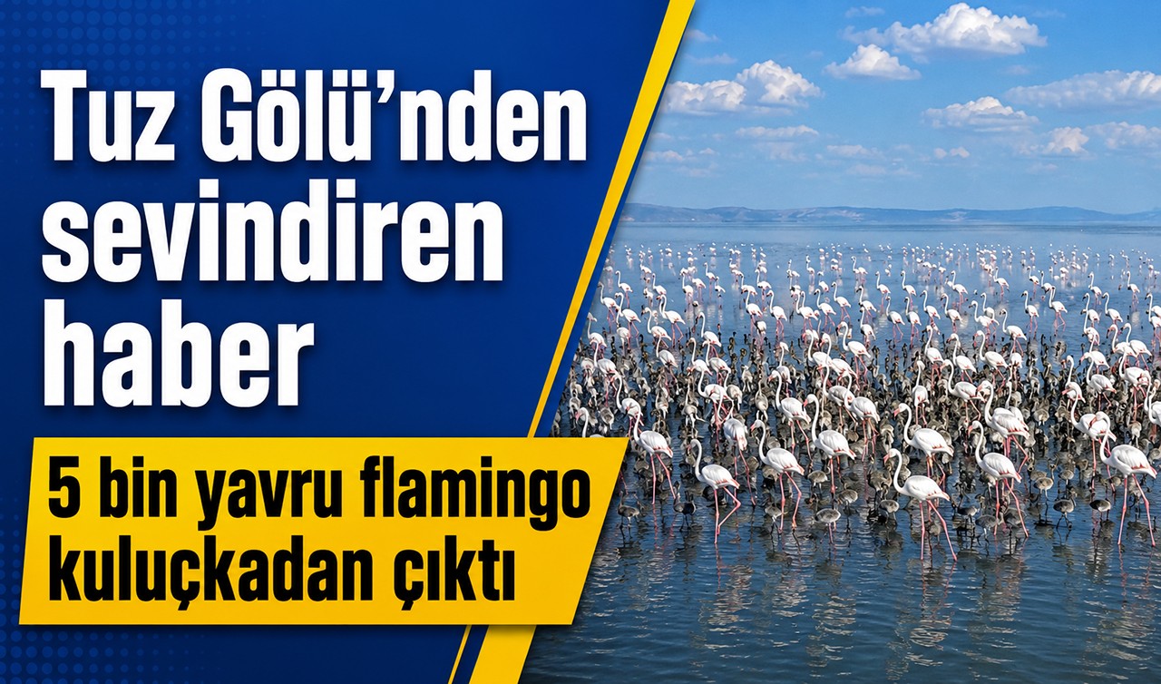 Tuz Gölü'nden sevindiren haber: 5 bin yavru flamingo kuluçkadan çıktı
