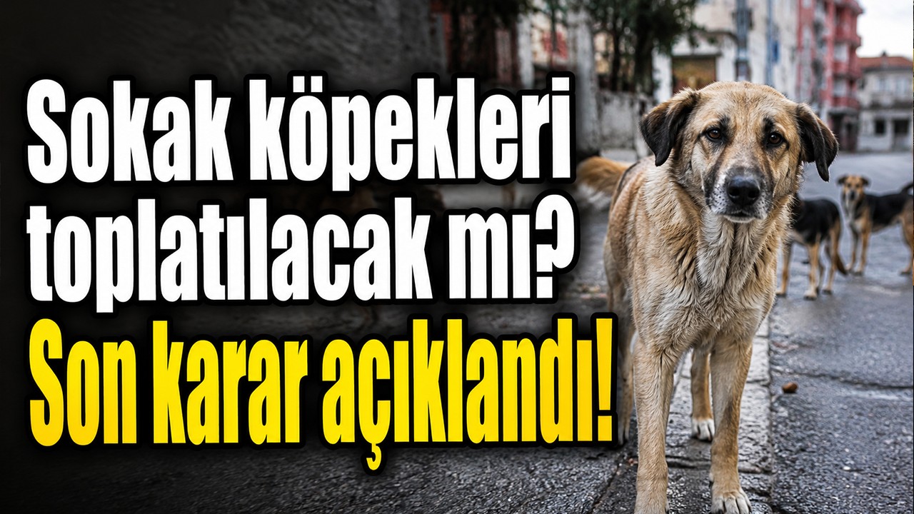 Sokak köpekleri toplatılacak mı? Son karar açıklandı!
