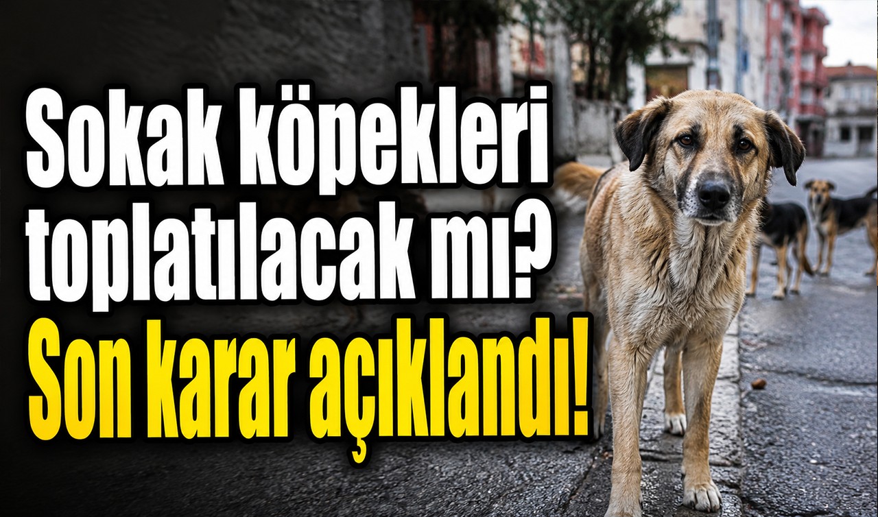 Sokak köpekleri toplatılacak mı? Son karar açıklandı!