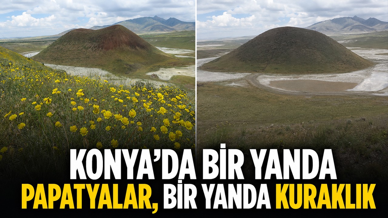 Konya’da bir yanda papatyalar, bir yanda kuraklık
