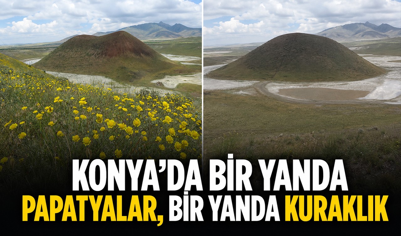 Konya’da bir yanda papatyalar, bir yanda kuraklık