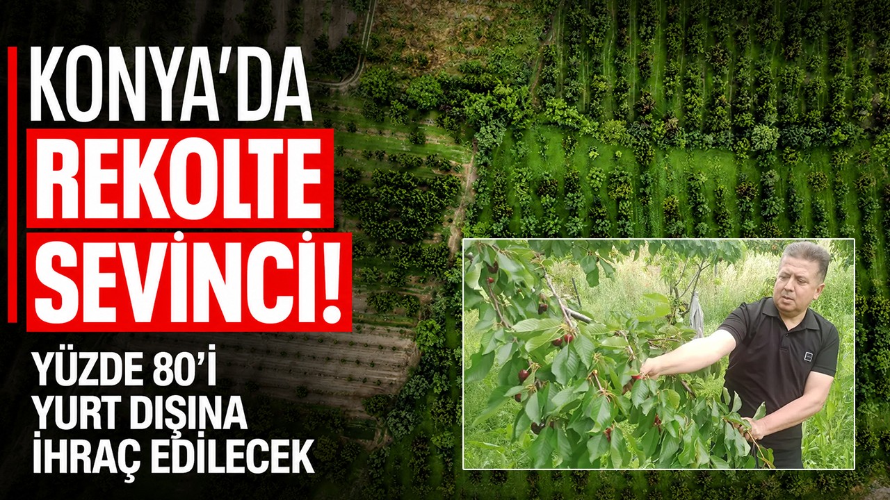 Konya'da rekolte sevinci! Yüzde 80'i yurt dışına ihraç edilecek
