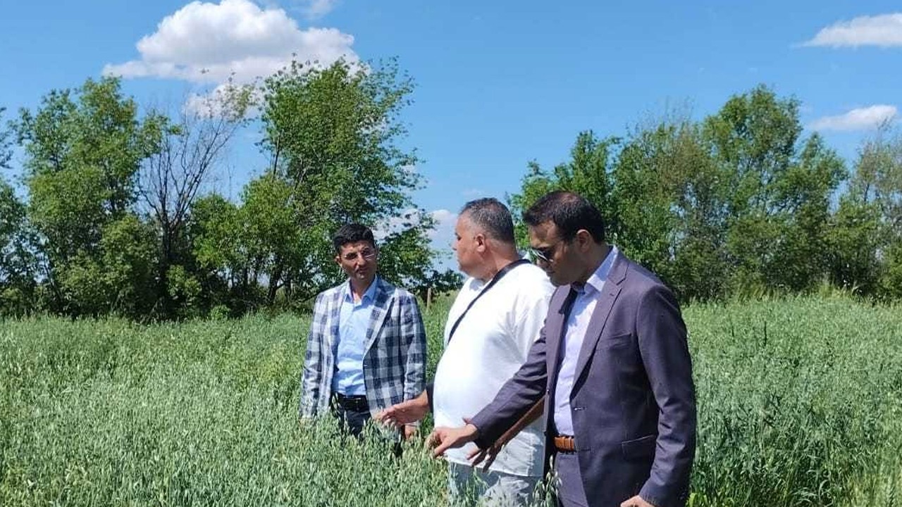 Sarayönü’nde renkli buğday denemeleri geleceğe umut oluyor