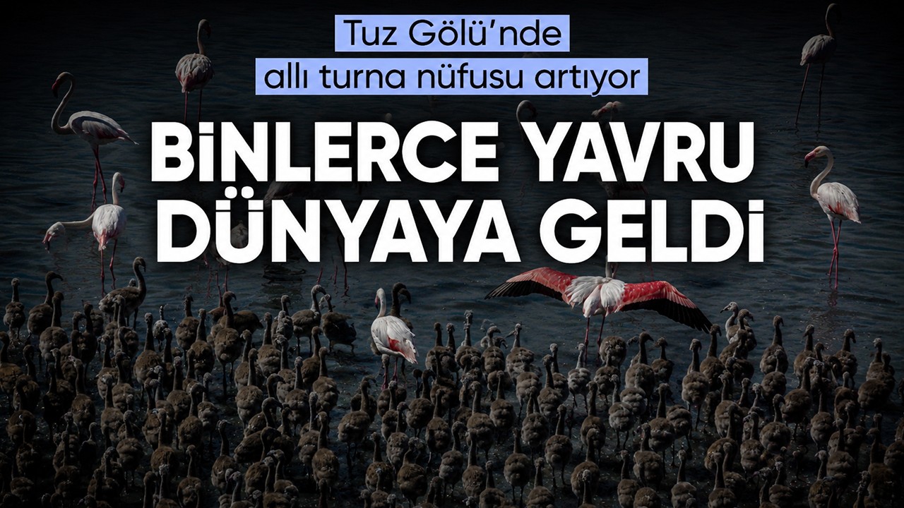 Tuz Gölü’nde allı turna nüfusu artıyor: Binlerce yavru dünyaya geldi