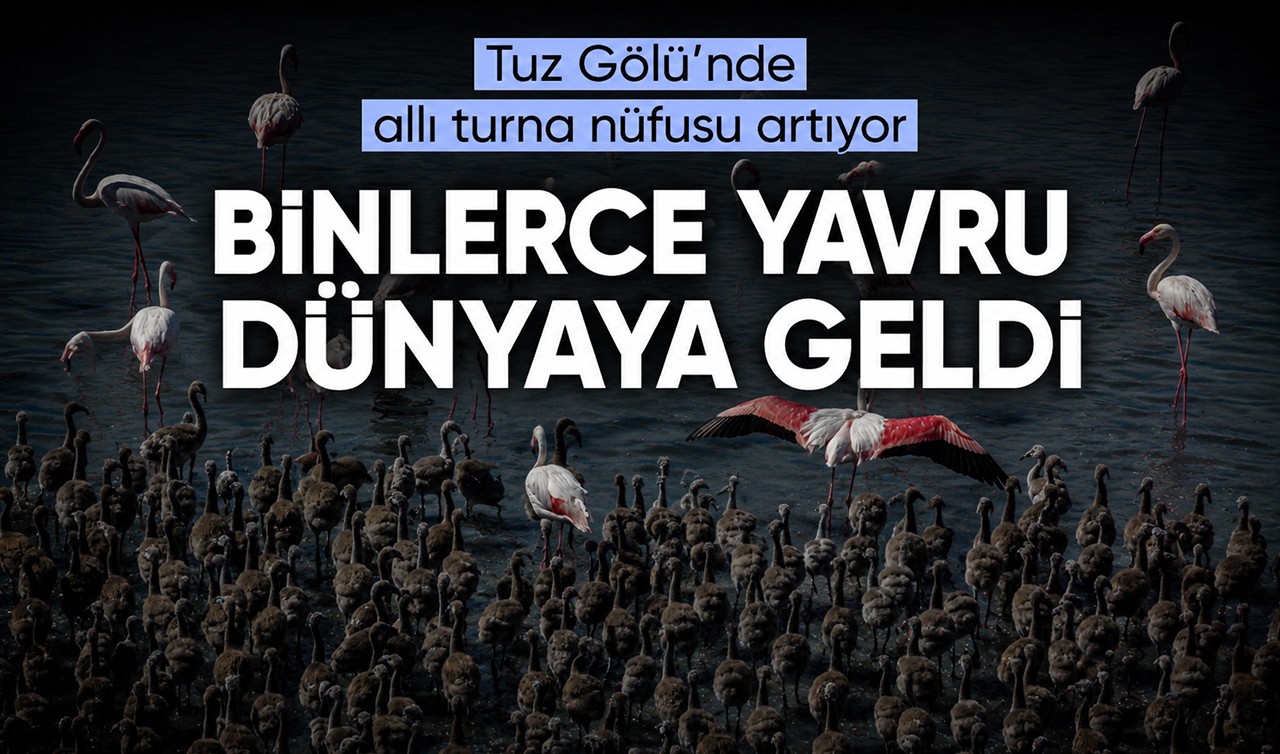 Tuz Gölü’nde allı turna nüfusu artıyor: Binlerce yavru dünyaya geldi
