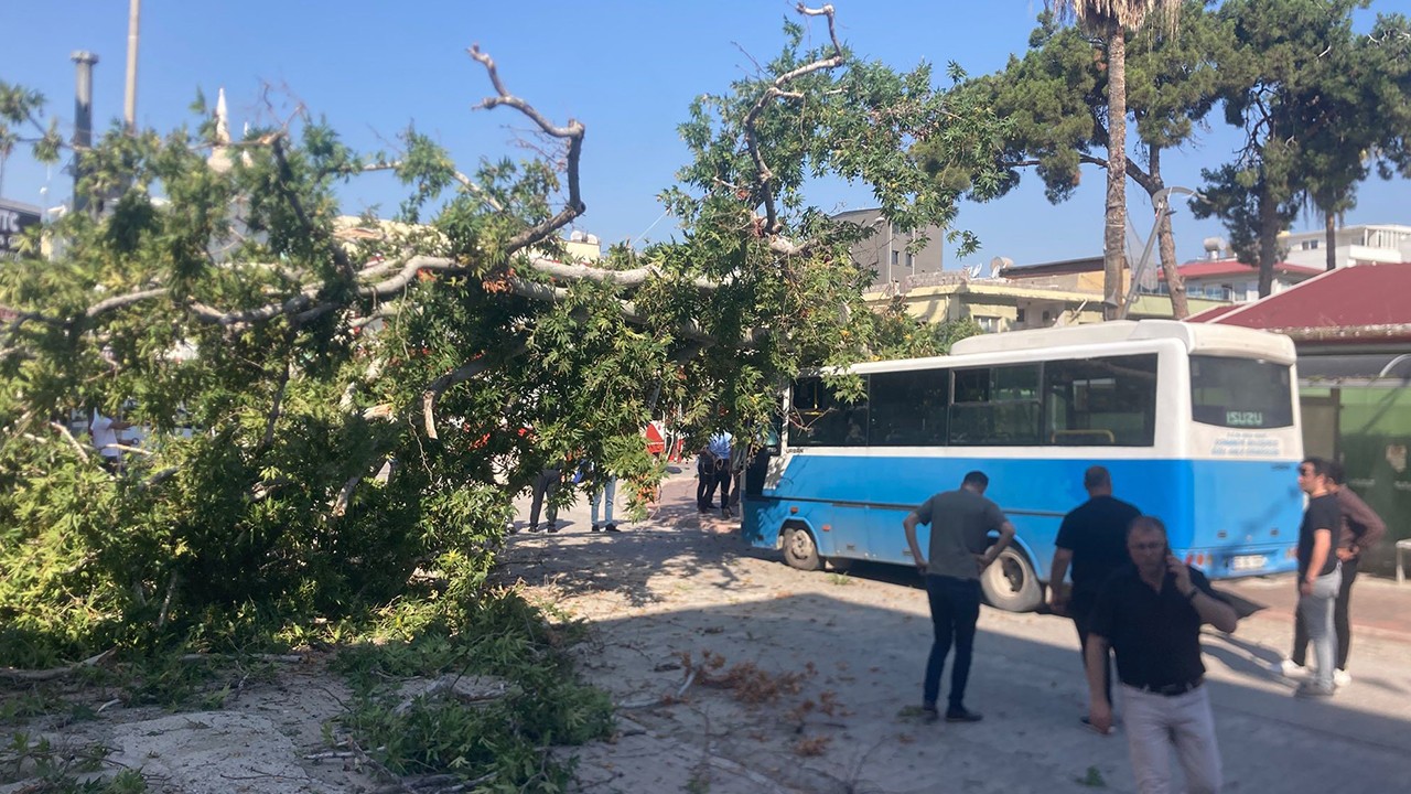 Çınar ağacı, halk otobüsünün üzerine düştü!