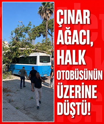 Çınar ağacı, halk otobüsünün üzerine düştü!