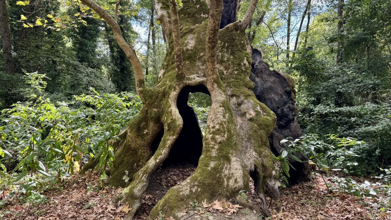 Robin Hood’un efsanevi sığınağı asırlık meşe öldü