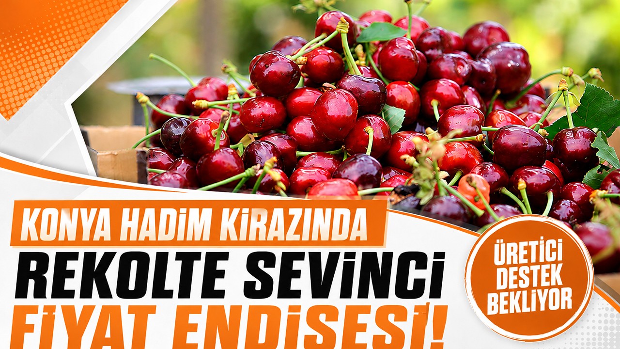 Konya Hadim kirazında rekolte sevinci, fiyat endişesi: Üretici destek bekliyor