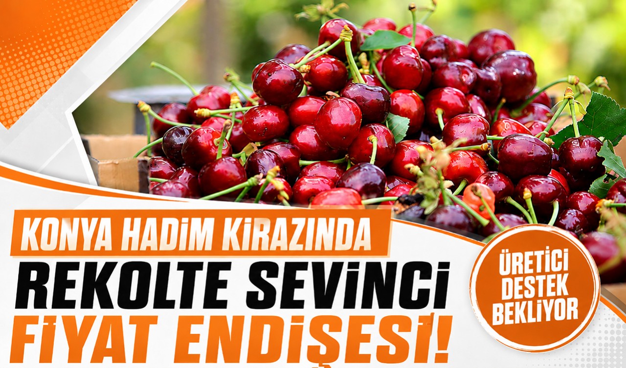Konya Hadim kirazında rekolte sevinci, fiyat endişesi: Üretici destek bekliyor