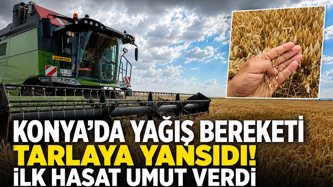 Konya’da yağış bereketi tarlaya yansıdı! İlk hasat umut verdi